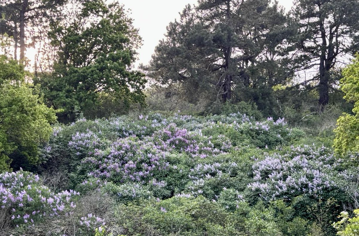 ehollenberg's tweet photo. Die heerlijke, bedwelmende geur van seringen in het bos en in tuinen, genieten met hoofdletters 💚💜 #seringen #geur #heerlijk #genieten https://t.co/IaVOdVvq0Z