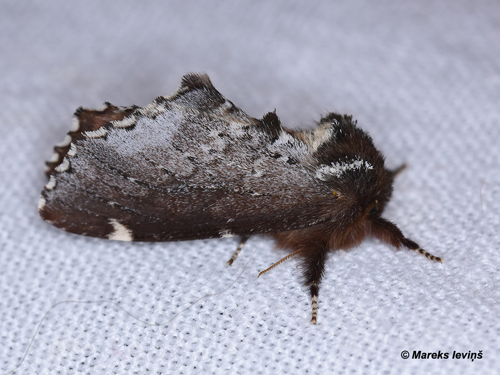 Dabas dizains nebeidz pārsteigt. Bērzu agrais zobspārnis, Odontosia carmelita