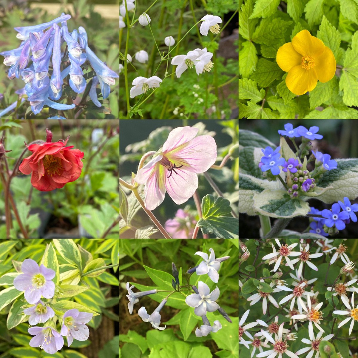 Just some of the plants we’ll be taking to the @plantfairsroadshow fair @greenislandgardensuk on Sunday. Fair is open 11-4pm. #specialistnurseries #shadeplants #plantsforclaysoils