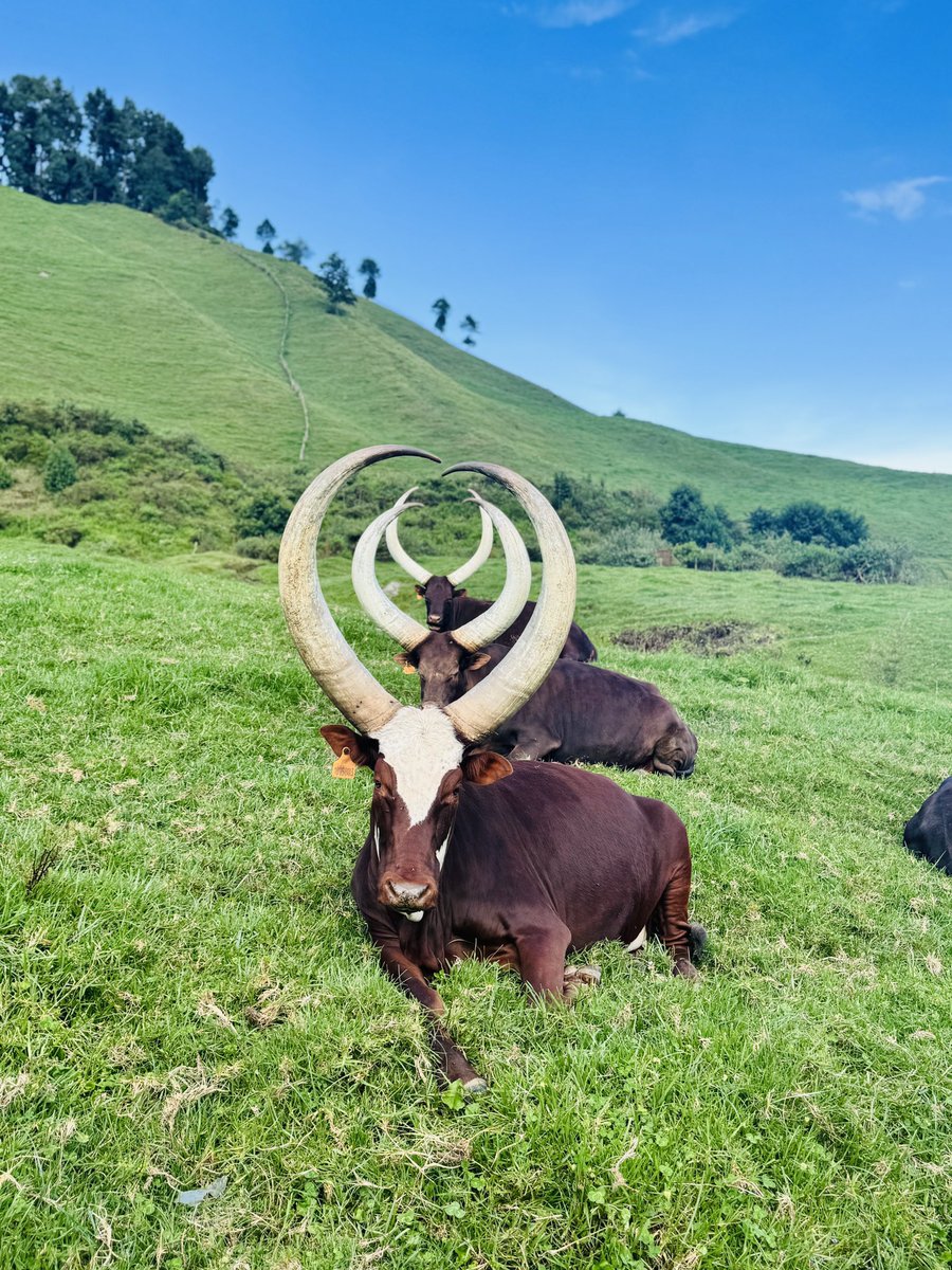 📍Rwanda, Bigogwe ♥️

📸 <a href="/Ngabo_Karegeya/">IBERE RYA BIGOGWE🇷🇼</a>