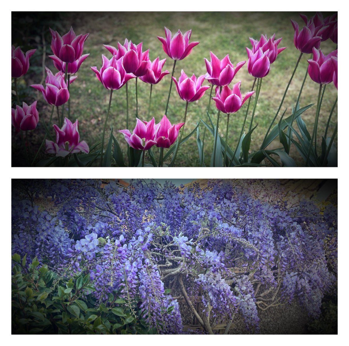 The garden is a blue job at Ratters Towers, Mr R rather has a flair for it, whilst I just appreciate his efforts. The tulips and wisteria are looking good imo at the moment 😊
