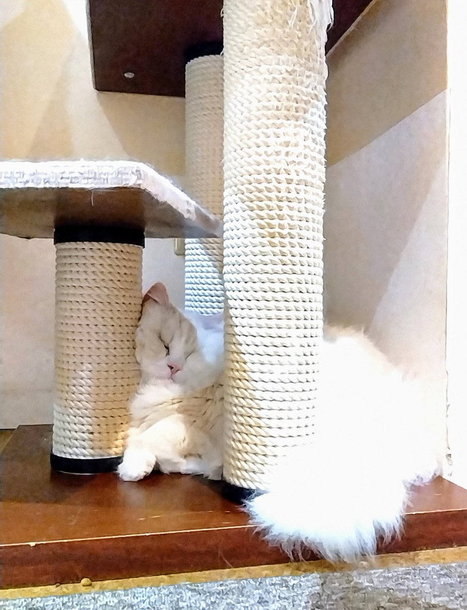 5majalala's tweet photo. 詰ってるけど、ちょっと立てた前脚がエレガント♡
#ねこ #ねこjalala #猫カフェ #猫 #秋葉原  #猫好きさんと繋がりたい #cat #catcafe #nekojalala https://t.co/RqeFI7oVOb