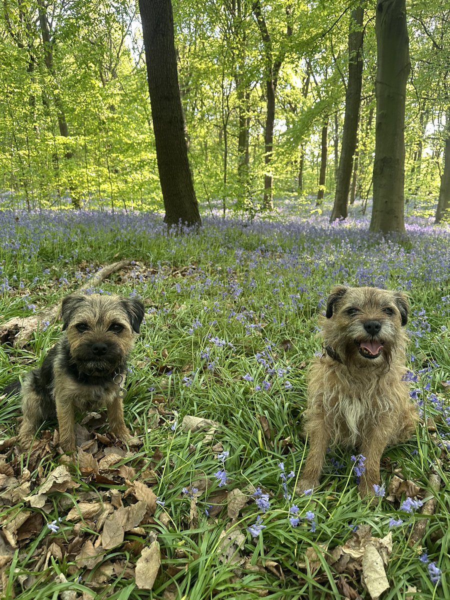 Riley_roo888's tweet image. It’s that time of year pals, love a good bluebell pic 😬 #BTPosse #SpringHasSprung #Brothers