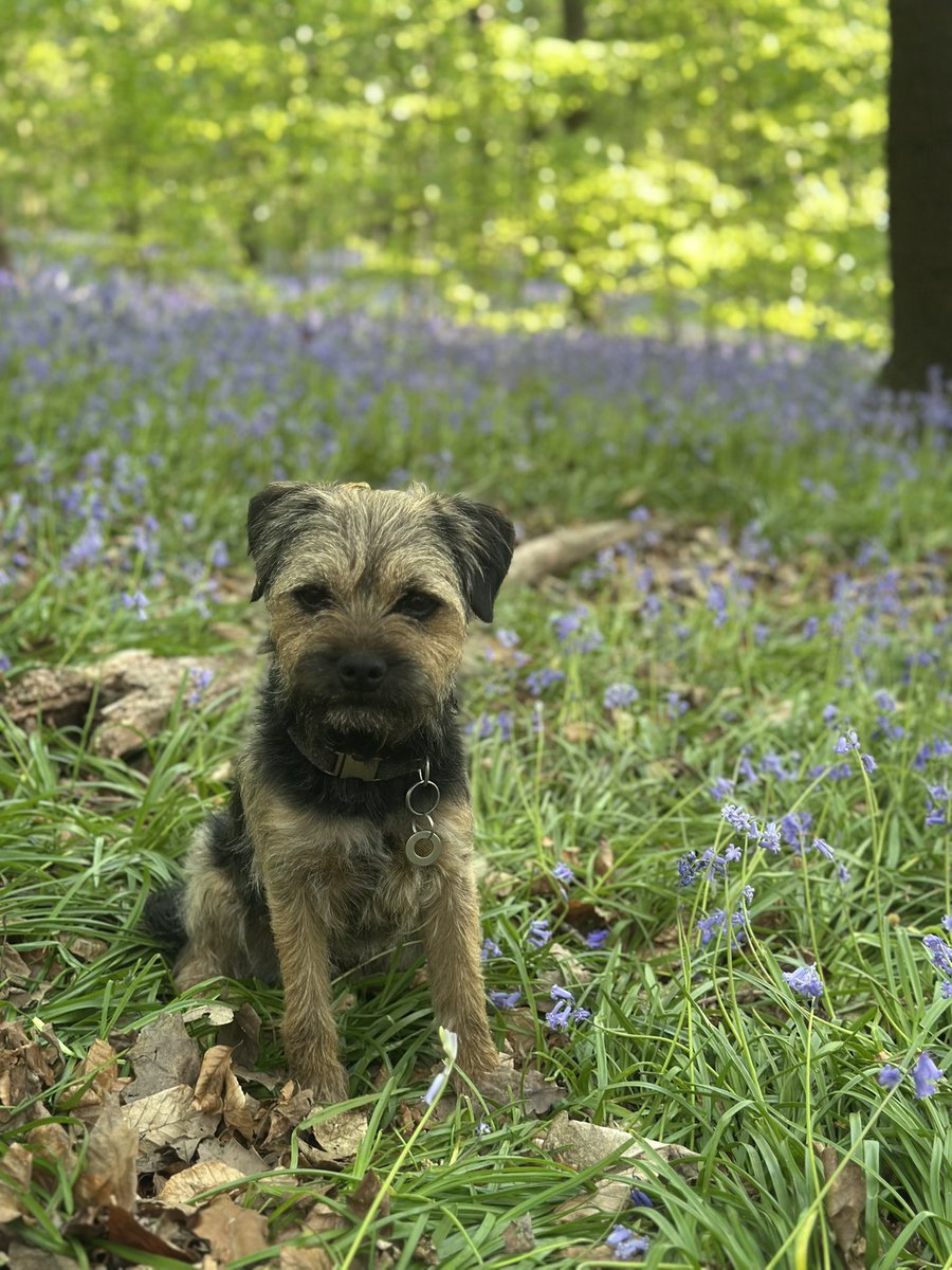 Riley_roo888's tweet image. It’s that time of year pals, love a good bluebell pic 😬 #BTPosse #SpringHasSprung #Brothers