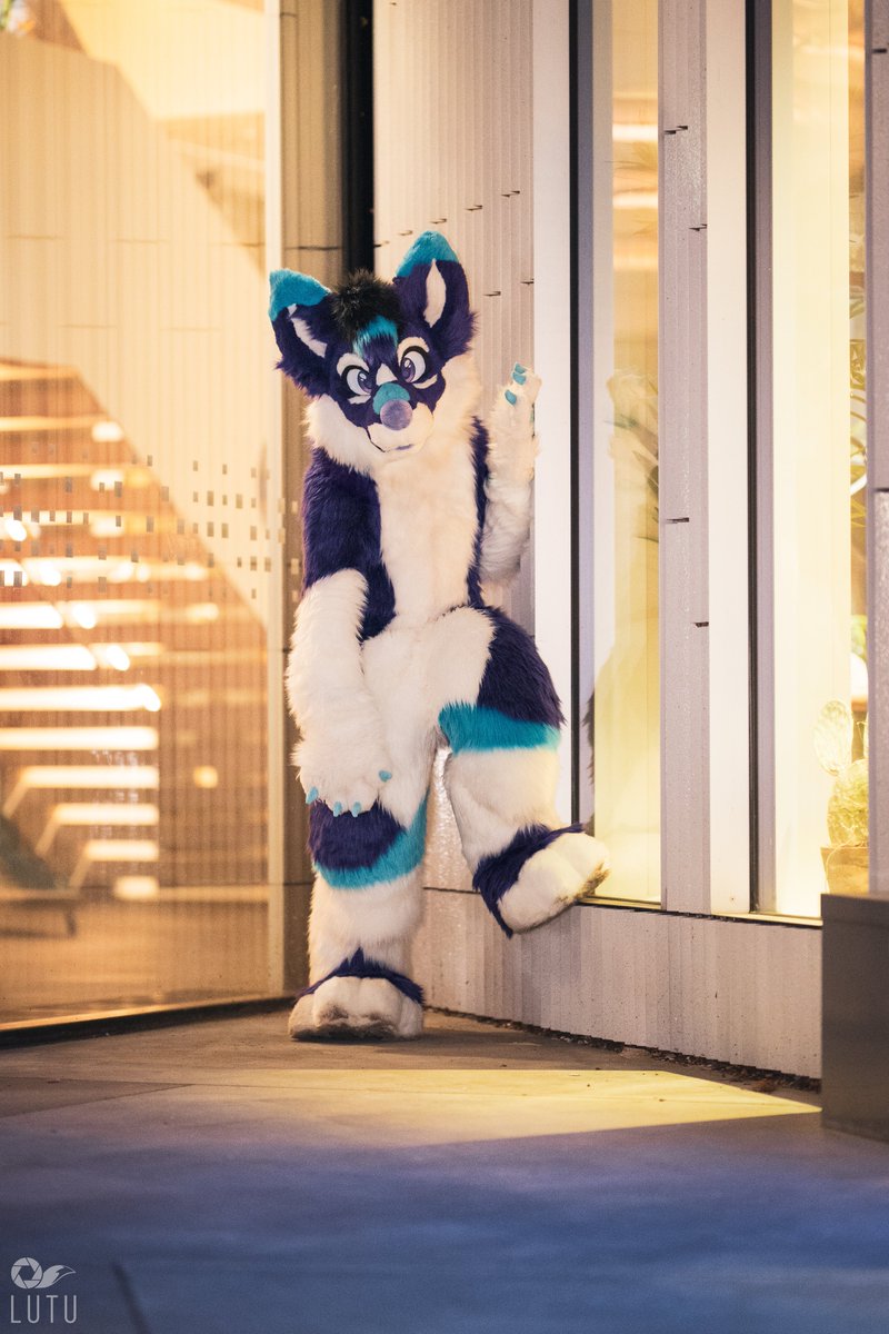Happy #FursuitFriday!

📷 <a href="/Lutufox/">Lutu 💙💛</a> 
🪡 <a href="/AltaWoof/">Alta!! 🔜 Pawske, MFF</a> 
📍 #NFC25