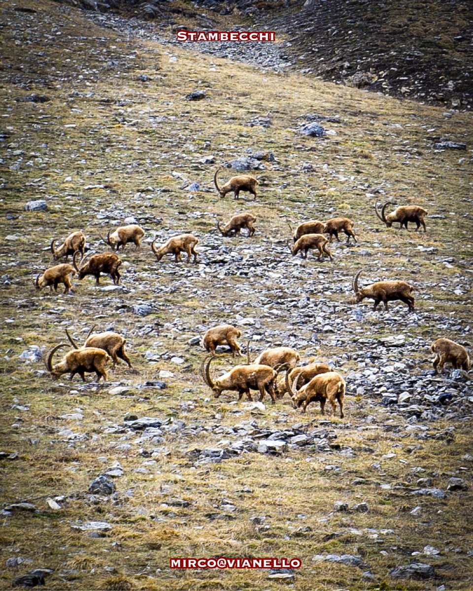 quanuaua's tweet photo. Stambecchi: a maggio, con un po’ di fortuna, si possono scorgere in numerosi branchi mentre pascolano tranquilli nei prati più bassi. Forse perdono un po’ del loro mistero, lontani dalle rupi alte e selvagge, ma restano comunque un’emozione da ammirare.
#livigno #stambecchi https://t.co/JzzYprfjce