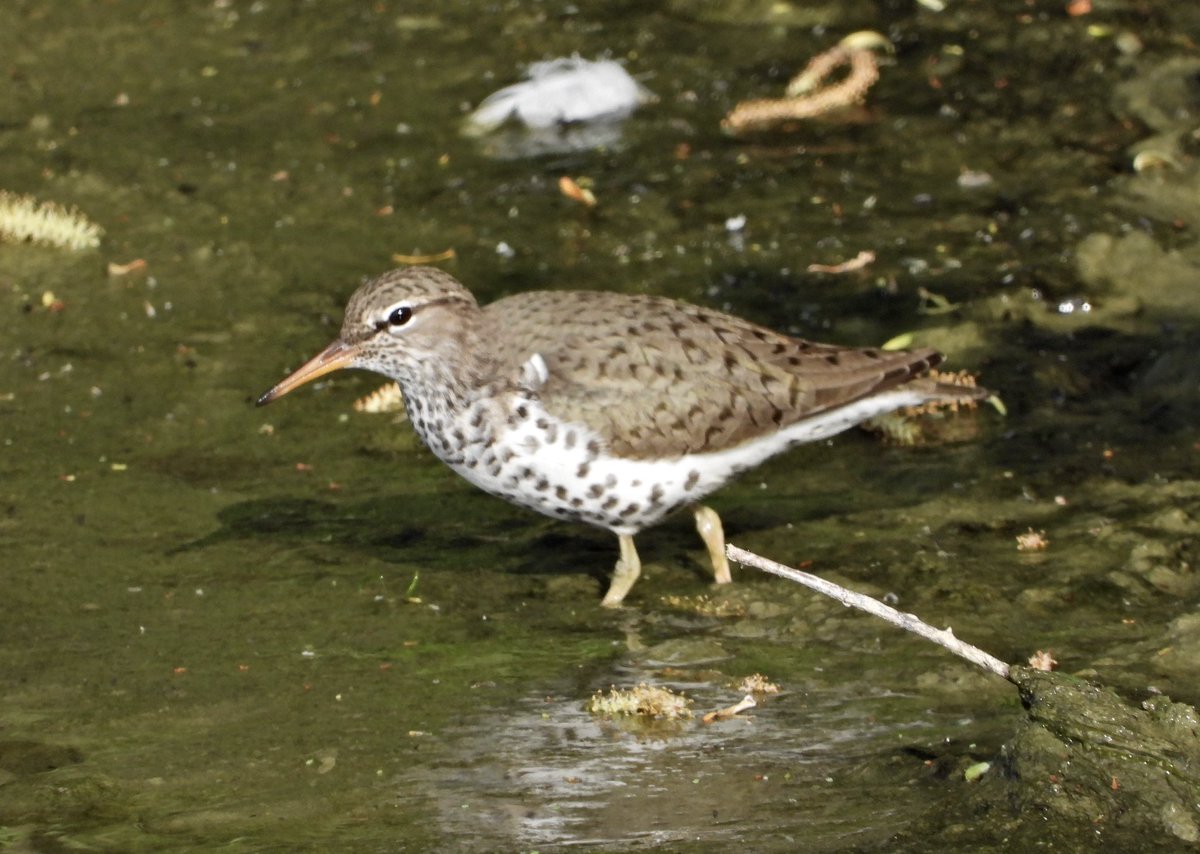alanbodd's tweet image. Spotted Sandpiper still showing very well at Grafham Water, Cambs. this morning.
