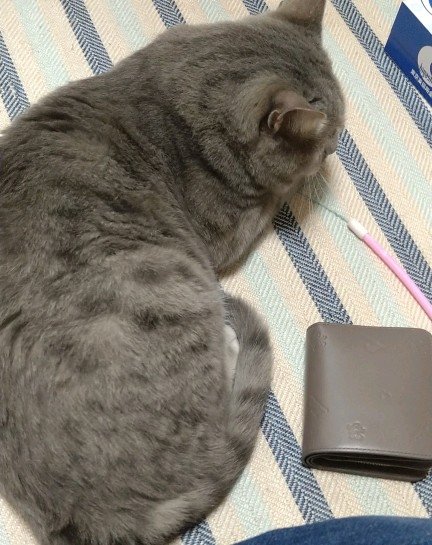 本当にデカくなったね、フレームに入り切らないよ(比較用の財布)