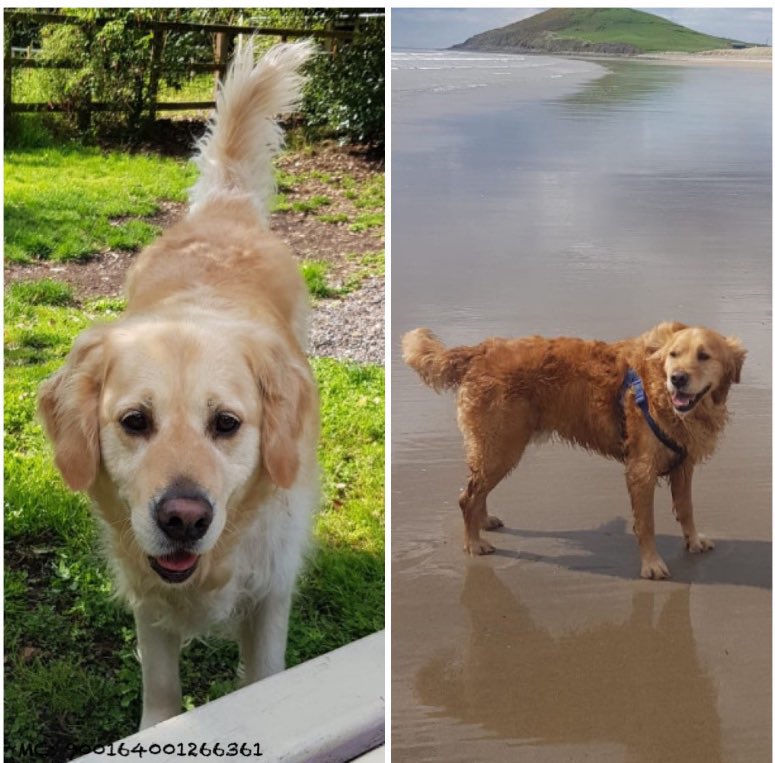 The lack of #petfriendly accommodation mean Ragnar (6) &amp; Daghda’s (7) family are forced to surrender their much-loved pets, a heartbreaking decision💔

They’re hoping for a suitable kind &amp; loving home together with company during the day for reassurance 🐕💙🏡

Secure garden 1/2