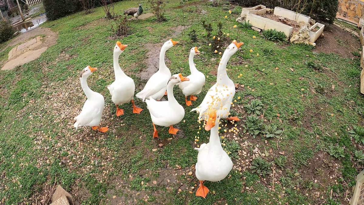 stockstomatoes's tweet photo. Aquí podéis ver la diferencia entre un olivar donde las ocas han estado comiendo hierba y uno en el que no. Es tremendo la capacidad de desbroce que tienen estos animales, ahorran muchas horas de trabajo. Un gran aliado para el manejo de cubiertas vegetales. https://t.co/8TTnO2jcU6