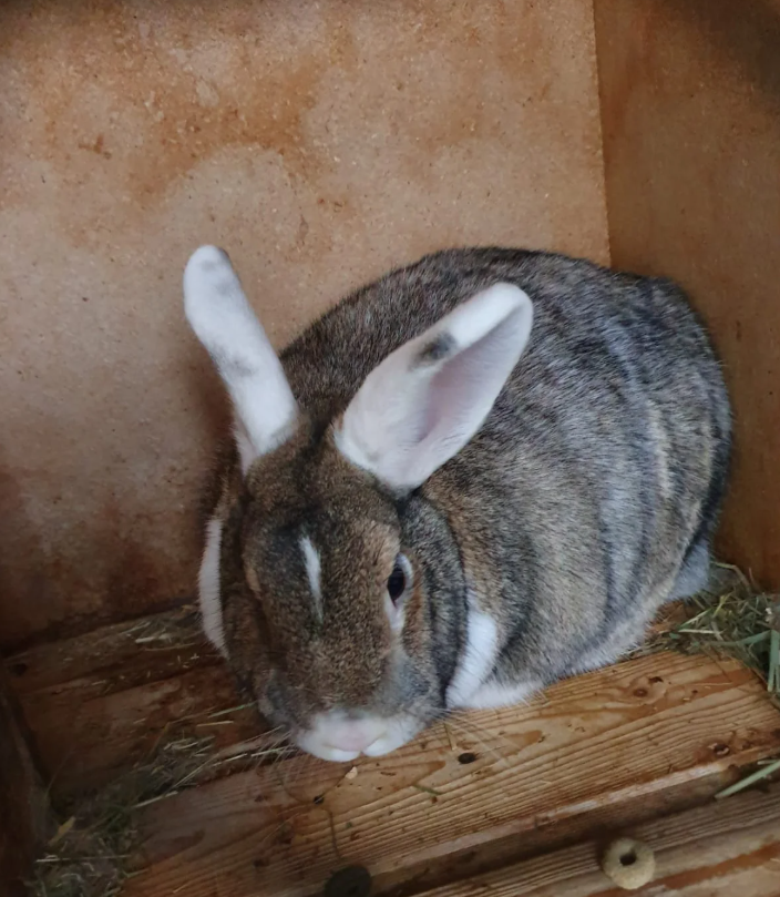 AgriHopper's tweet image. 1 Doe + 3 Litters = 24 Kits/year
Avg. weight gain: 2 kg
Market price: $5/kg
Annual return: $240 per doe
Multiply wisely.
#RabbitMath #AgriHopperWealth