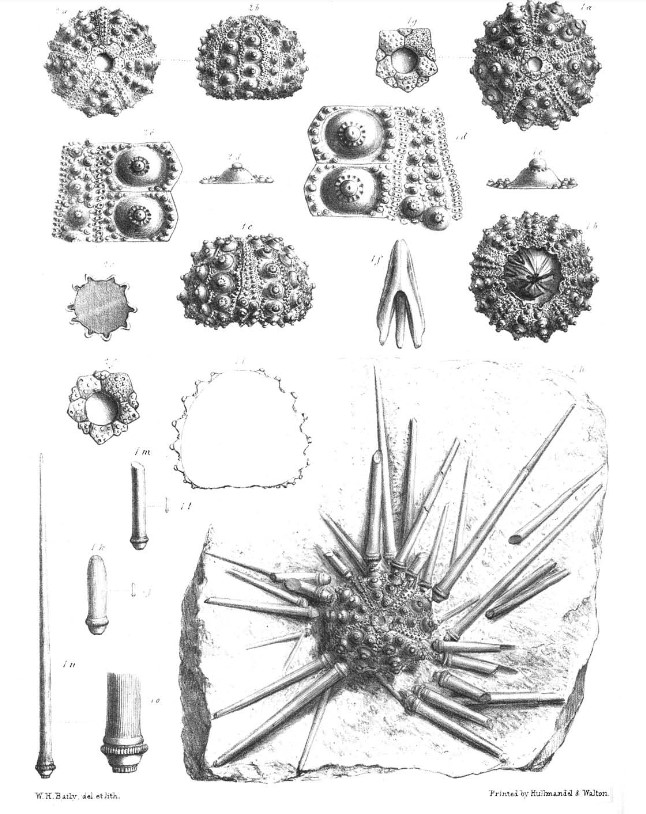 An illustration of Hemicidaris from our 1855 @PalSoc monograph by Thomas Wright #FossilFriday