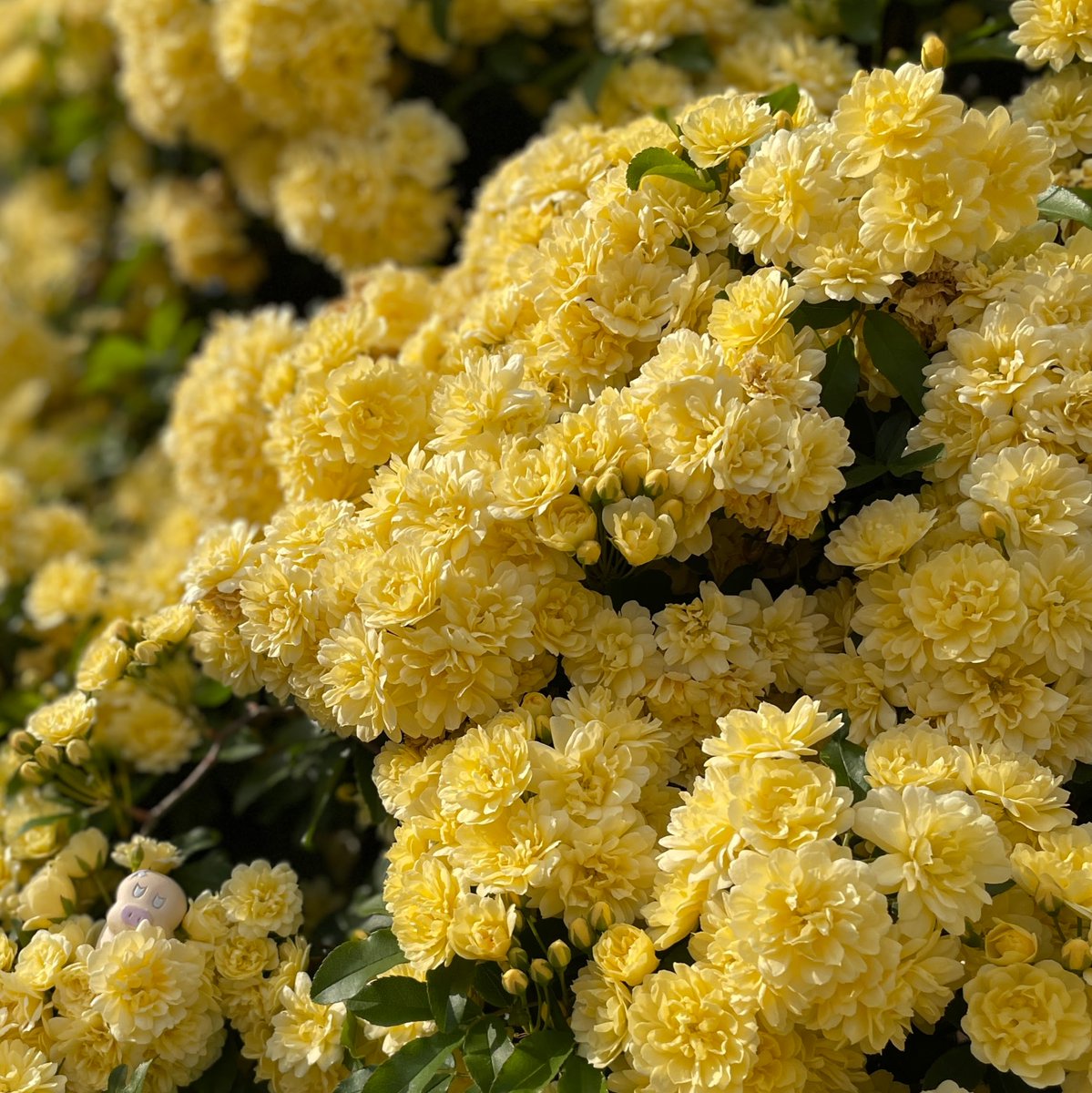 みなさまよい連休を～💛