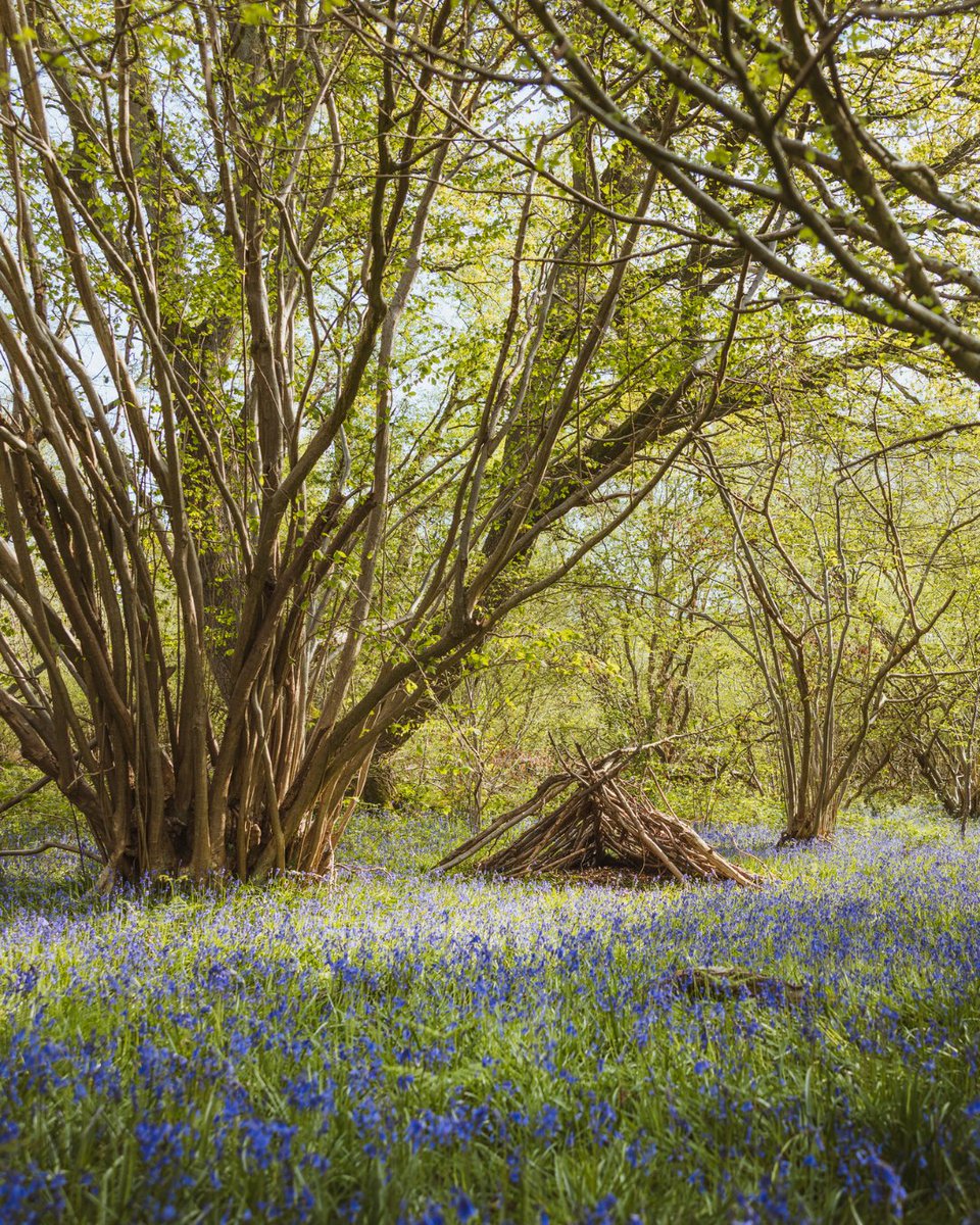 Strolling through North Cliffe Wood, surrounded by a sea of pretty bluebells 😍