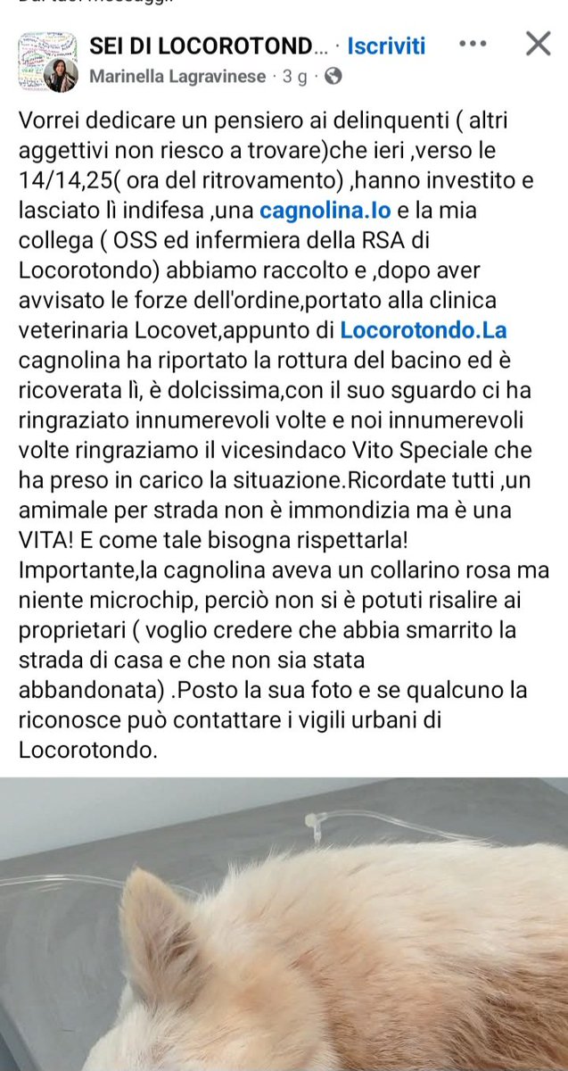 zampa_qua's tweet photo. ATTENZIONE 🆘️🆘️🆘️🆘️🆘️🆘️ RECUPERATA  INVESTITA 😭 QUESTA CUCCIOLA, AVEVA IL COLLARINO ROSA .SE QUALCUNO LA RICONOSCE  CONTATTI  I VIGILI URBANI DI LOCOROTONDO  🙏🙏 #recuperata #adotta #smarrita #riconoscete #scomparsa #umano #cane #cagnolina https://t.co/JgOtr0RHb4