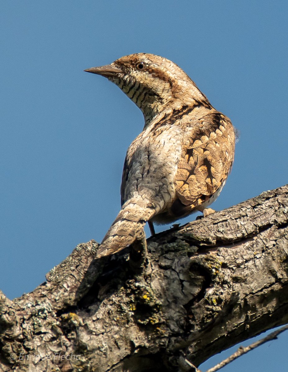 Torcecuello euroasiático (Jynx torquilla). Enigmático y curioso pícido. P. Regional del Sureste, Madrid, España, Abril 2025.Buen fin de semana.
Orden: Piciformes 
Familia: Picidae 
#BirdsSeenIn2025 #nikon #tamron #wildlifespain #pajareando #aves #birds #ornitologia #birdslovers
