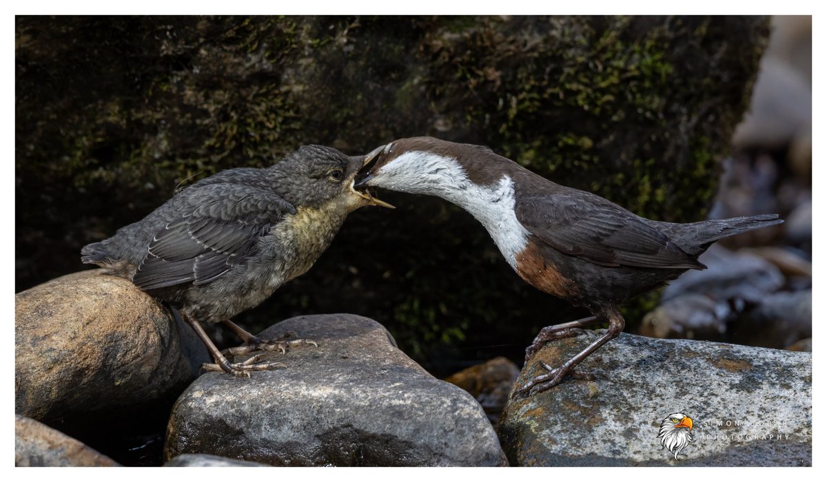 πππ’π€π£ ππ©π€πππ§π© π¦π¦π¦ (@sherburnsi) on Twitter photo Dipper feeding young in County Durham recently.
<a href="/teesbirds1/">teesbirds</a>
<a href="/teeswildlife/">Tees Wildlife</a>
<a href="/DurhamBirdClub/">Durham Bird Club</a>
<a href="/Natures_Voice/">RSPB</a>
<a href="/NatureUK/">NatureUK</a>
<a href="/WildlifeMag/">BBC Wildlife</a>
<a href="/BBCSpringwatch/">BBC Springwatch</a>
<a href="/NTBirdClub/">Northumberland & Tyneside Bird Club</a>
<a href="/CanonUKandIE/">Canon UK and Ireland</a>
#naturephotographyday #birds #wildlifephotography Dipper feeding young in County Durham recently.
<a href="/teesbirds1/">teesbirds</a>
<a href="/teeswildlife/">Tees Wildlife</a>
<a href="/DurhamBirdClub/">Durham Bird Club</a>
<a href="/Natures_Voice/">RSPB</a>
<a href="/NatureUK/">NatureUK</a>
<a href="/WildlifeMag/">BBC Wildlife</a>
<a href="/BBCSpringwatch/">BBC Springwatch</a>
<a href="/NTBirdClub/">Northumberland & Tyneside Bird Club</a>
<a href="/CanonUKandIE/">Canon UK and Ireland</a>
#naturephotographyday #birds #wildlifephotography