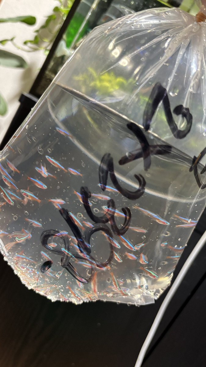 daisukeaquarium's tweet photo. 90cmスリム水槽の生体が寂しかったので、追加でカージナルテトラ100匹購入して水合わせ中💧
Sサイズの稚魚��けど安かったので満足👍
#アクアリウム https://t.co/hs8icMHG5U
