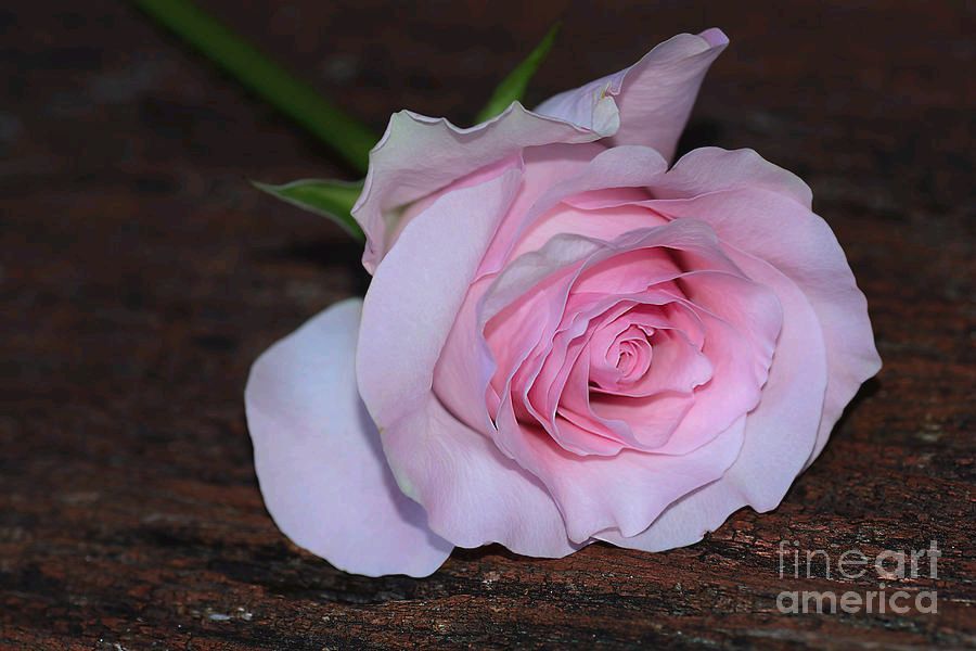 KayeMenner's tweet photo. #Pastel #Pink #Rose by Kaye Menner #Photography Wide variety #Prints & lovely #Products at:
https://t.co/BKFY91F3vy
#mothersday #flower #floral #pinkfloral #delicate #macro #homedecor #giftideas #wallartforsale #Art #artforsale #BuyIntoArt #AYearForArt #Artist #FineArtAmerica https://t.co/JObHEJH0Le