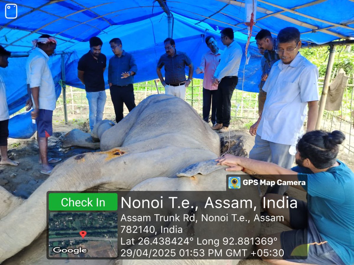 As reported in various Social Media platforms, a captive elephant named “Gita” sustained injuries in an accident while crossing the road at Samaguri.

Soon after the accident, Assam Forest Department reached the spot and started the treatment of the elephant accompanied by a team