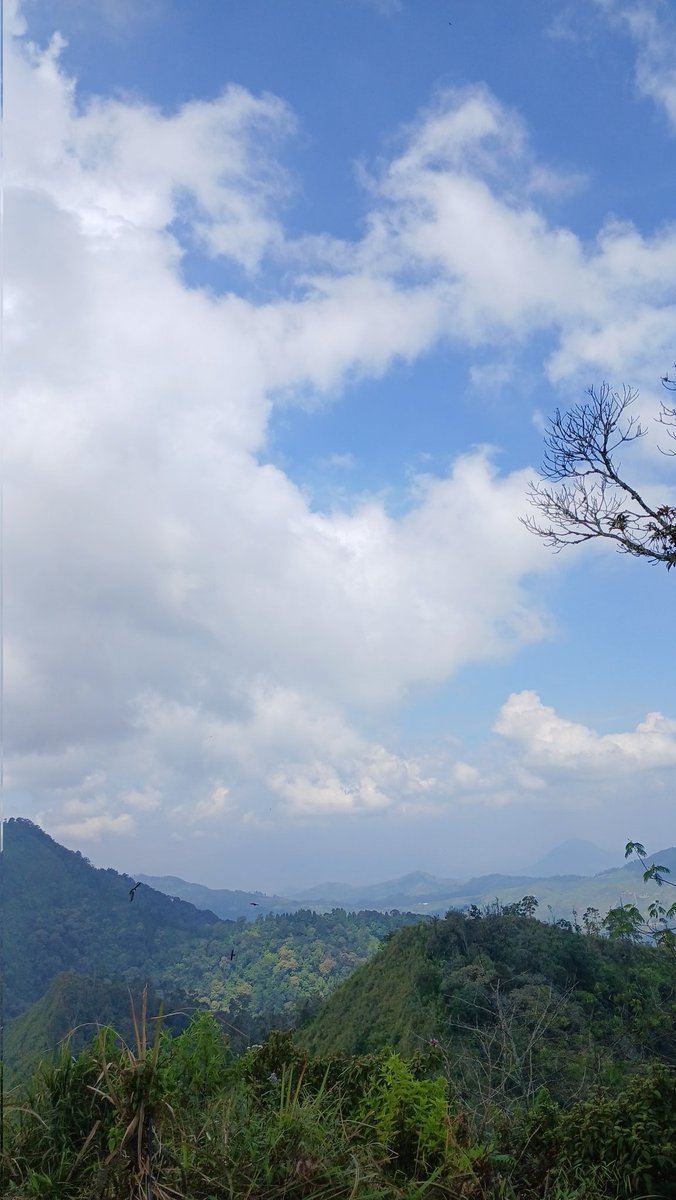 pulupulu tweet media