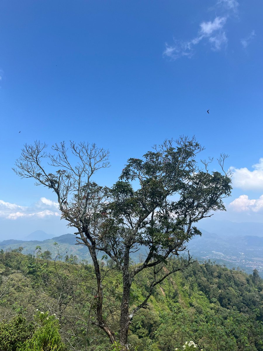 pulupulu tweet media