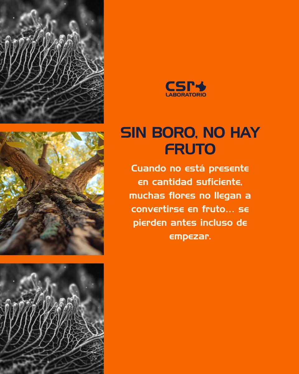 CsrLaboratorio's tweet photo. 🌸 Boro: el nutriente de la floración feliz 🌱✨
Fundamental para el cuajado, la elongación celular y el transporte de azúcares.
👉🏼 Sin boro, no hay fruto. Así de claro. https://t.co/LrzHdmrpcU
