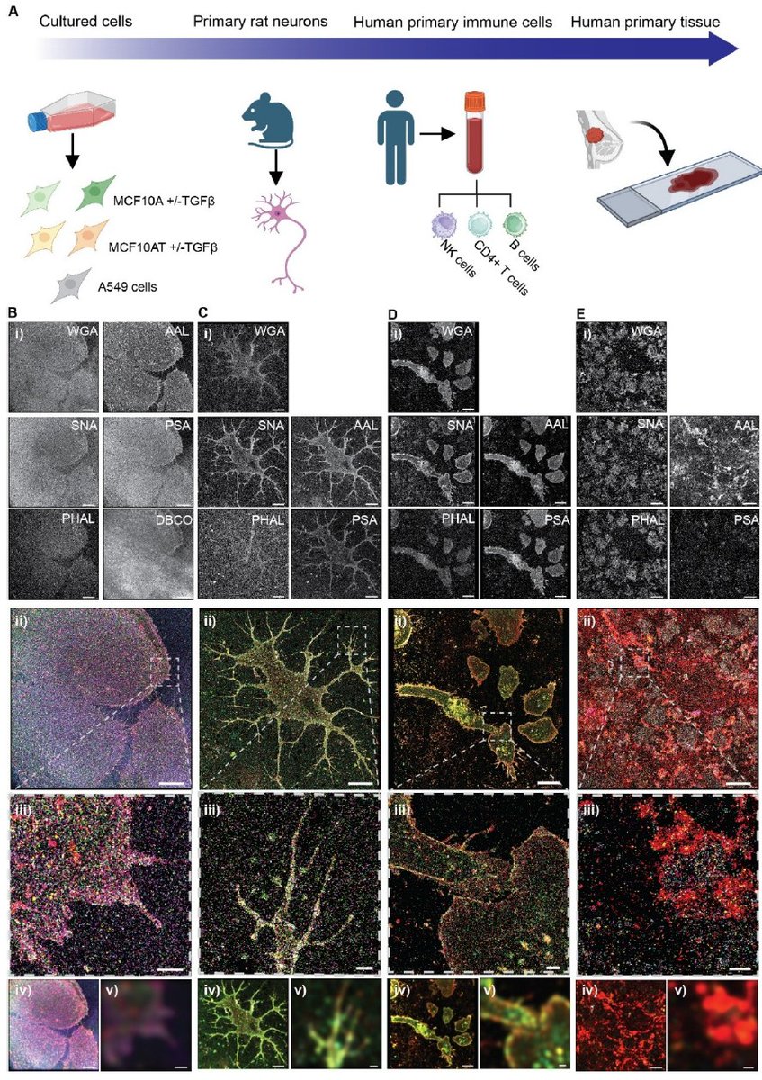 LMoeckl's tweet image. GLYCAN ATLASSING: NANOSCALE ANALYSIS OF GLYCOCALYX ARCHITECTURE ENABLES FUNCTIONAL TRACING OF CELL STATE 🍭🔬🧬
Don’t judge a book by its cover-judge a cell by its cover! We can now trace how cell state is encoded in glycocalyx state #glycotime #microscopy
tinyurl.com/536rvpxr