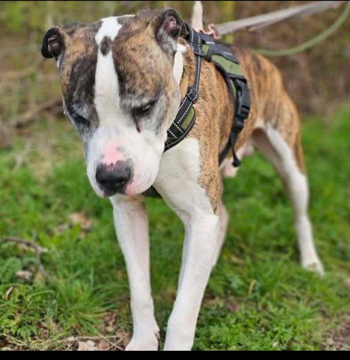 karen (@karen73984451) on Twitter photo #FridayFeeling plz RT and help fabulous friendly fella #Wallace find an amazing fur ever home #TeamZay <a href="/SeniorStaffy/">Senior Staffy Club Dog Rescue</a> #FridayFeeling plz RT and help fabulous friendly fella #Wallace find an amazing fur ever home #TeamZay <a href="/SeniorStaffy/">Senior Staffy Club Dog Rescue</a>