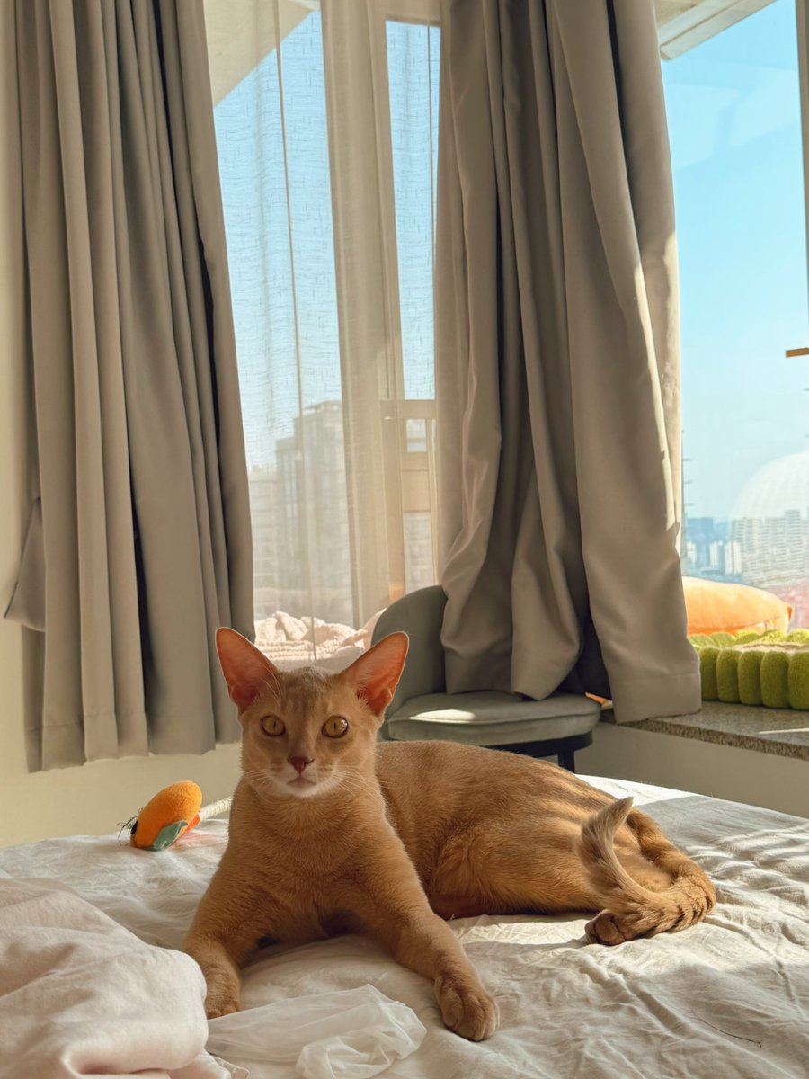 多比上辈子到底是多喜欢脚跟袜子，睡觉抱着袜子，醒来抱着脚🦶