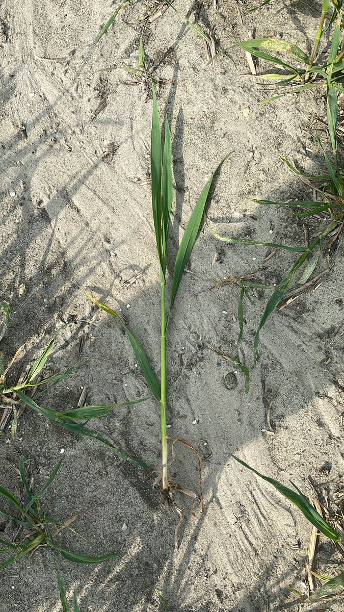 ADAMA (@adamauk_) on Twitter photo Spotted in this winter wheat - septoria on the tip of leaf 6 with leaf 3 half out.
Protectant needed… time for the Arizona! ✅
#OutAndAbout near Pewsey, Wiltshire with our Regional Agronomy Manager <a href="/michaelfarr700/">Michael Farr</a>. Spotted in this winter wheat - septoria on the tip of leaf 6 with leaf 3 half out.
Protectant needed… time for the Arizona! ✅
#OutAndAbout near Pewsey, Wiltshire with our Regional Agronomy Manager <a href="/michaelfarr700/">Michael Farr</a>.