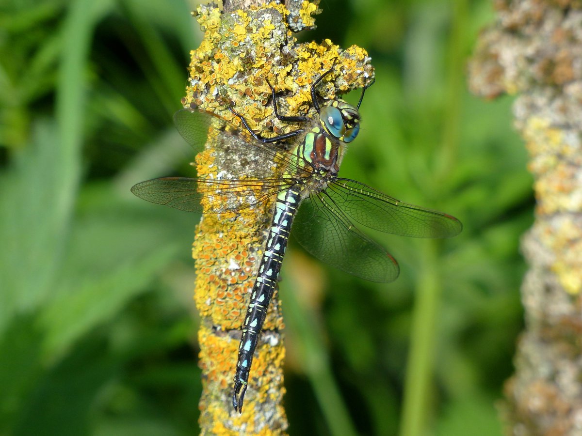 Test your knowledge 📢

It was a Hairy Dragonfly - did you get it right?

Most species are just getting started, but Hairy Dragonfly numbers peak this month, so don’t miss your chance to spot one!

📸 Dave Smallshire