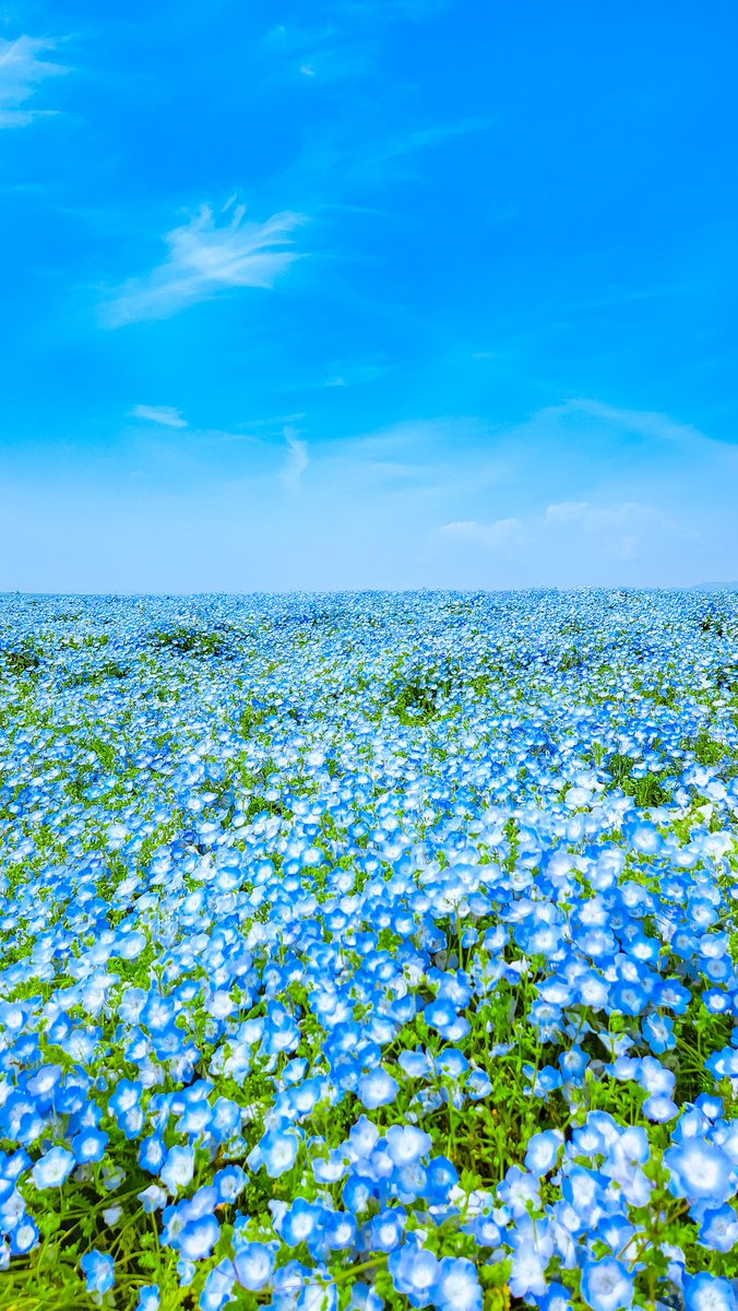 Sorani___Ao's tweet image. 君が触れると、花開くネモフィラ。