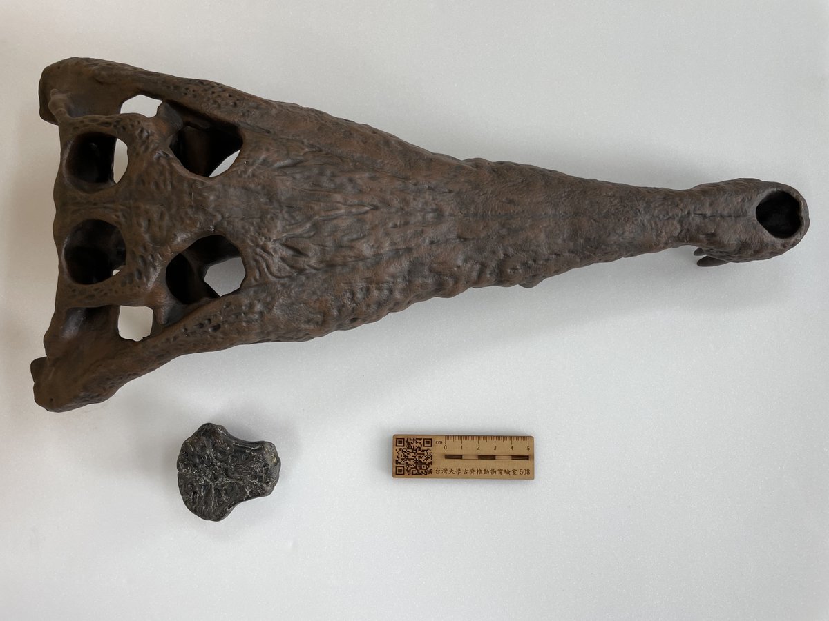 Happy #FossilFriday! While we reexamined the type specimens of Toyotamaphimeia taiwanicus, we realized that this tiny bone is a frontal instead of the parietal, as originally identified in 1972. More interestingly, it then belongs to a small individual - the skull reconstructed!