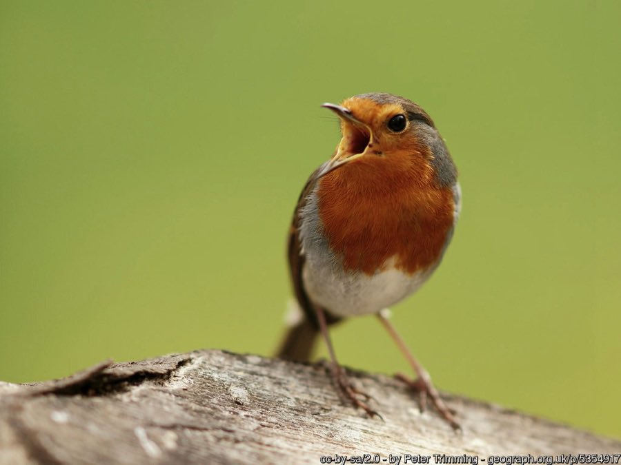 Listening to birdsong is good for you - it can help you relax, and is a great way to connect with nature. The dawn chorus is at its best during May - so set your alarm and enjoy the sound of spring!
A quick guide (with sound!): bit.ly/3HHgEAf
#DawnChorusDay #Wellbeing