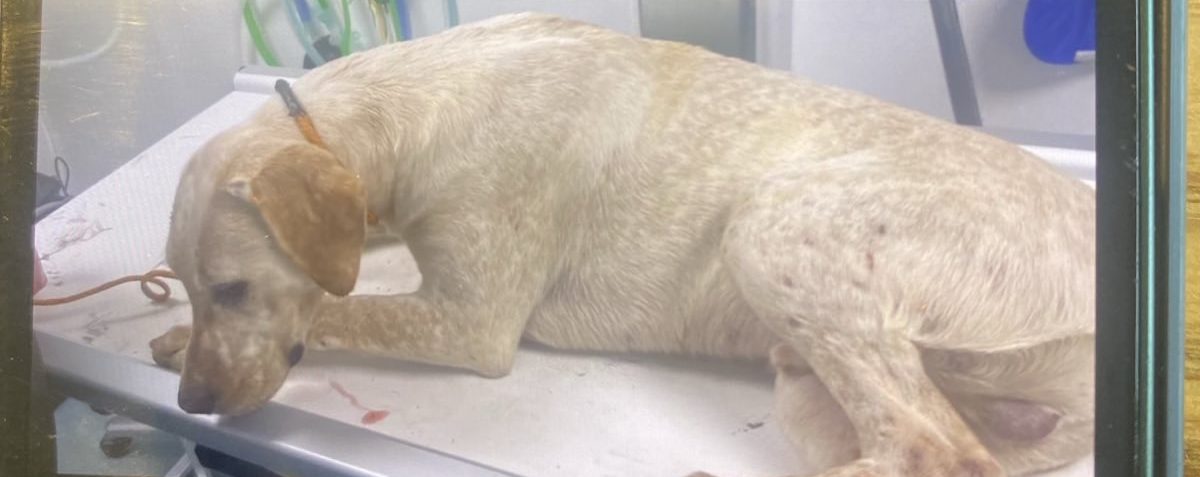 HUNT KENNELS – THE INFECTIOUS TIMEBOMBS WAITING TO GO OFF

The Hunt Saboteurs Association has received leaked images and conversations from a closed Facebook group showing that there has been an outbreak of an unknown infectious disease across the Grove &amp; Rufford hunt hounds.