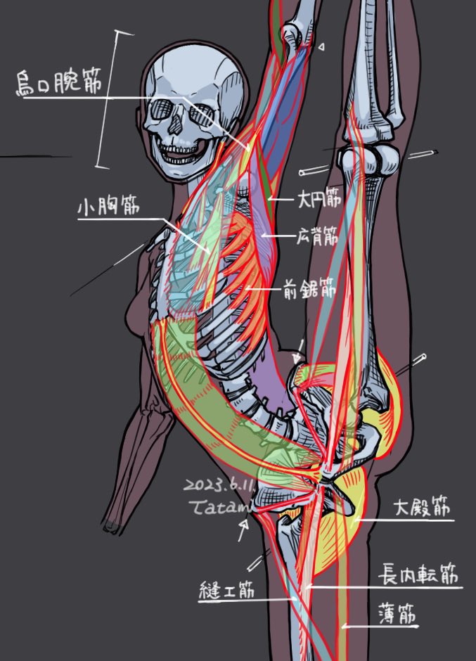 I think the structure and function of the human body is divinely beautiful.
I often think about the mechanical continuity of the musculature and skeleton, but it is difficult to create a consistent picture. 