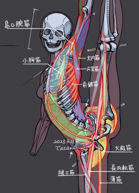 I think the structure and function of the human body is divinely beautiful.I often think about the mechanical continuity of the musculature and skeleton, but it is difficult to create a consistent picture. 