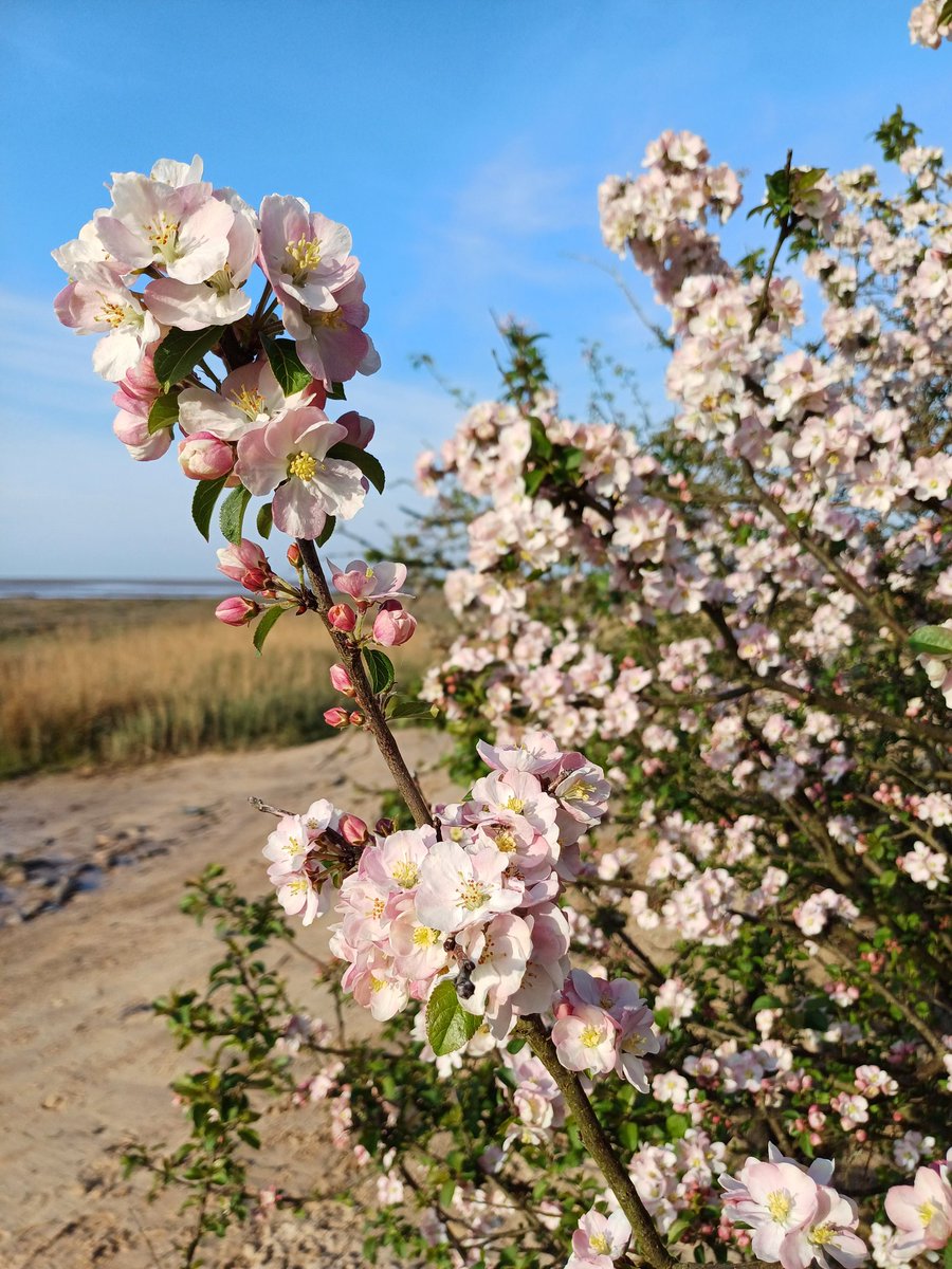 BangorBioZoo's tweet image. #FlowersOnFriday Anglesey near @BangorUni Study natural sciences with this on your doorstep @StudyWales @BangorUni_Intl #Geography #Zoology #EnvironmentScience #Conservation #Forestry