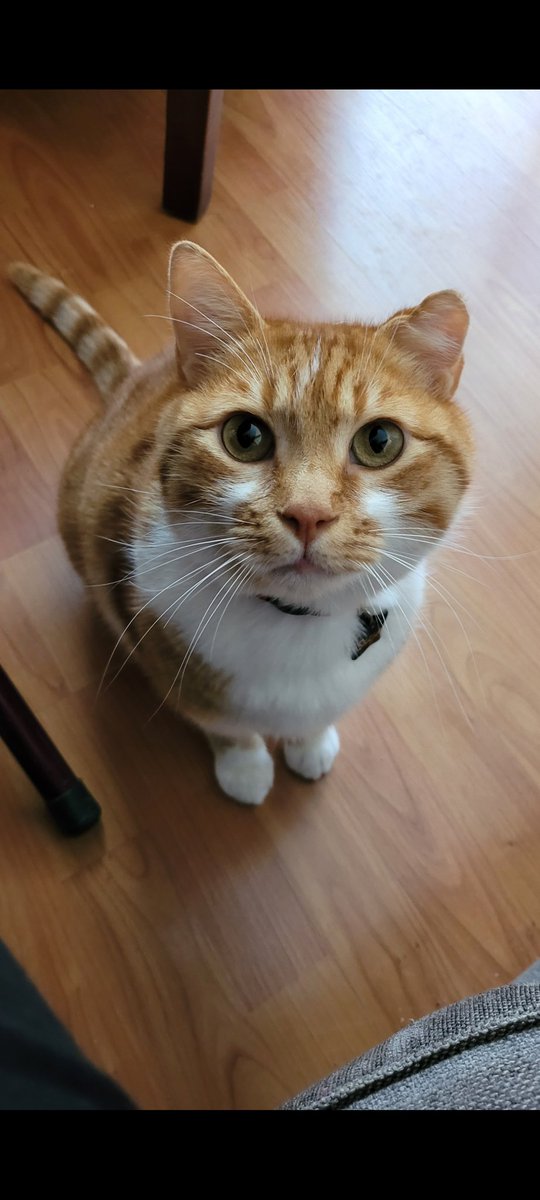 Sagan'nın burun ve ağız akıntısı çok arttı, artık kaçamıyorum veterinerden.
Ankara, Gaziosmanpaşa ve Ayrancı civarında, hayvansever ve olabildiğince uygun fiyatlı veteriner önerebilir misiniz? Borç yapabilen bi klinik olursa, tercihimdir.