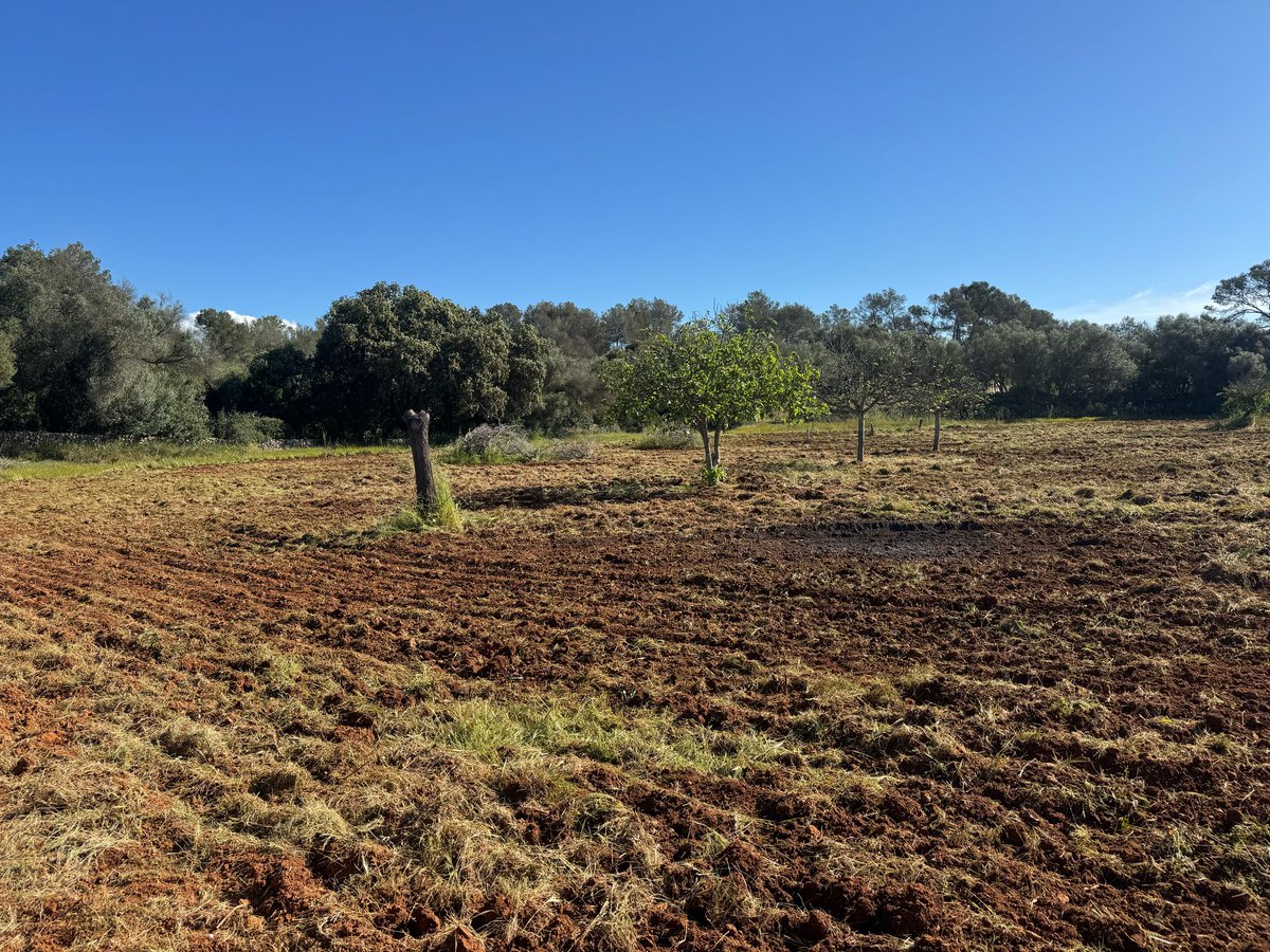 Today we received in IRFAP several cultivars of olive plants from our partner <a href="/Agromillora_/">Agromillora</a>  to test potential resistance to Xylella in the plot we are preparing at the ST53 outbreak site in Mallorca, as part of the activities of the <a href="/BexylP/">Bexyl Project</a>  project.