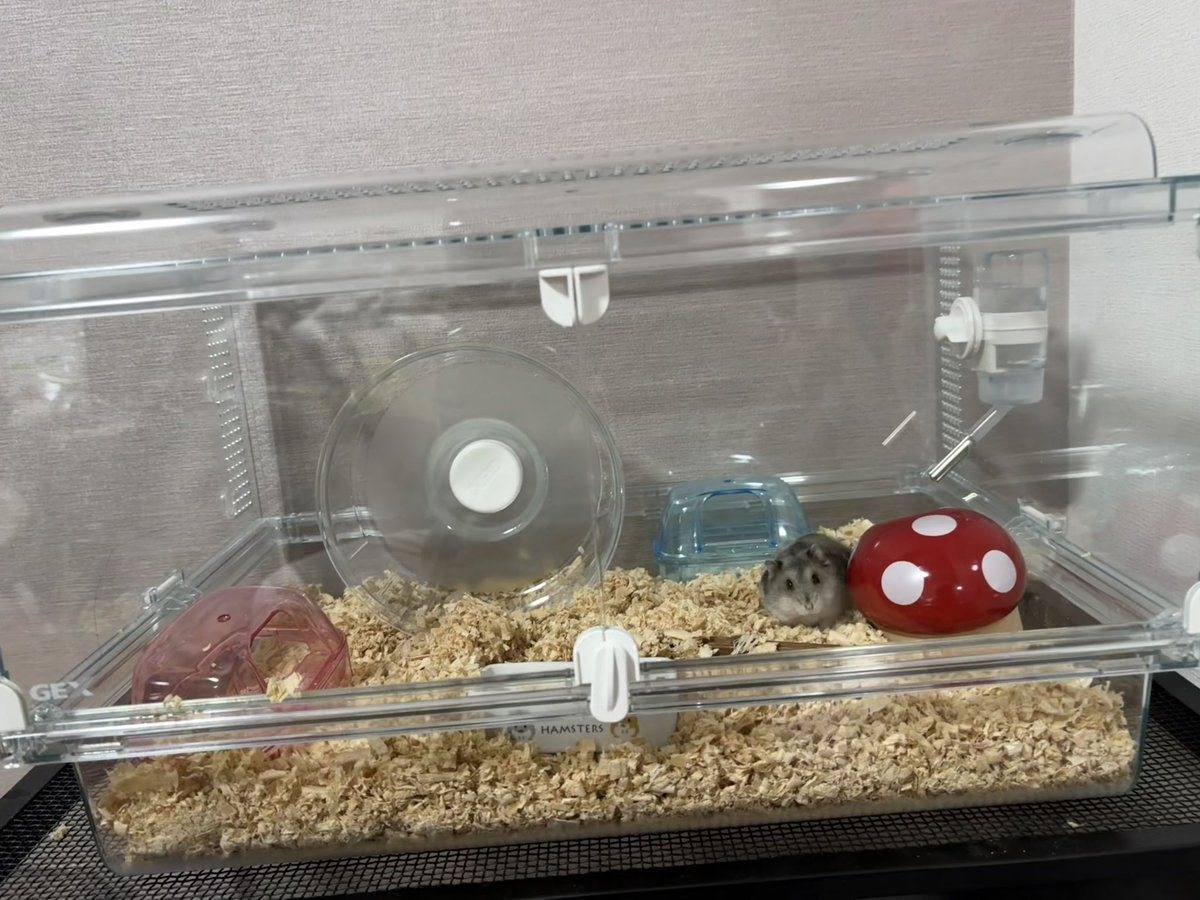 hamhamlovechan's tweet photo. 前のゲージ使いにくさがすごかった為、グラスハーモニーにお引っ越し！！
かなり中の様子が広々見れて、最初からこっちにするべきだった😅 https://t.co/h5zYbxtRaO