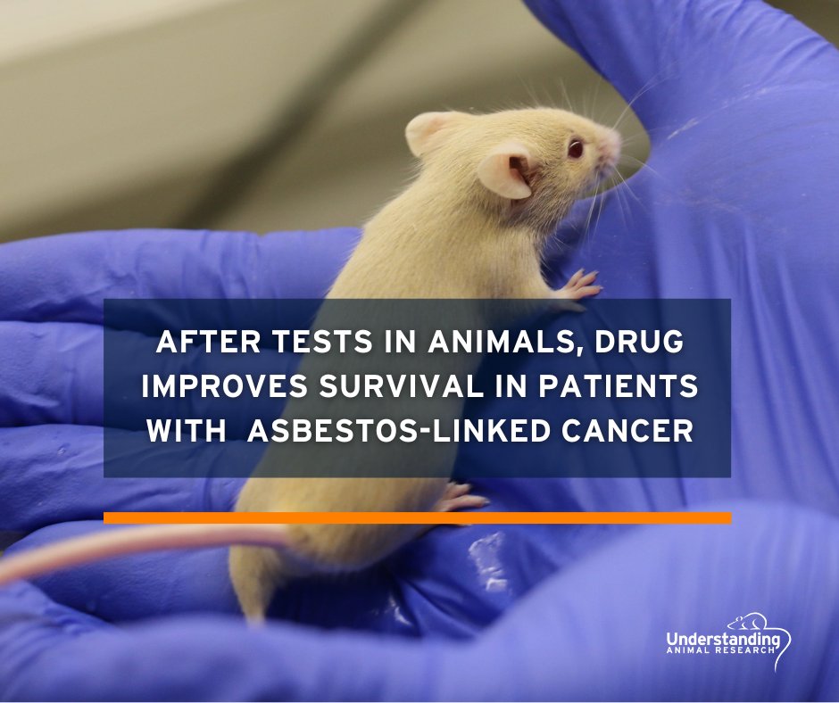 After tests in animals showing anti-cancer properties to the drug Niraparib, researchers from the university of Leicester have found for the first time it can limit the growth of mesothelioma, a rare and aggressive form of cancer caused by asbestos.
#AnimalResearch #AnimalTesting