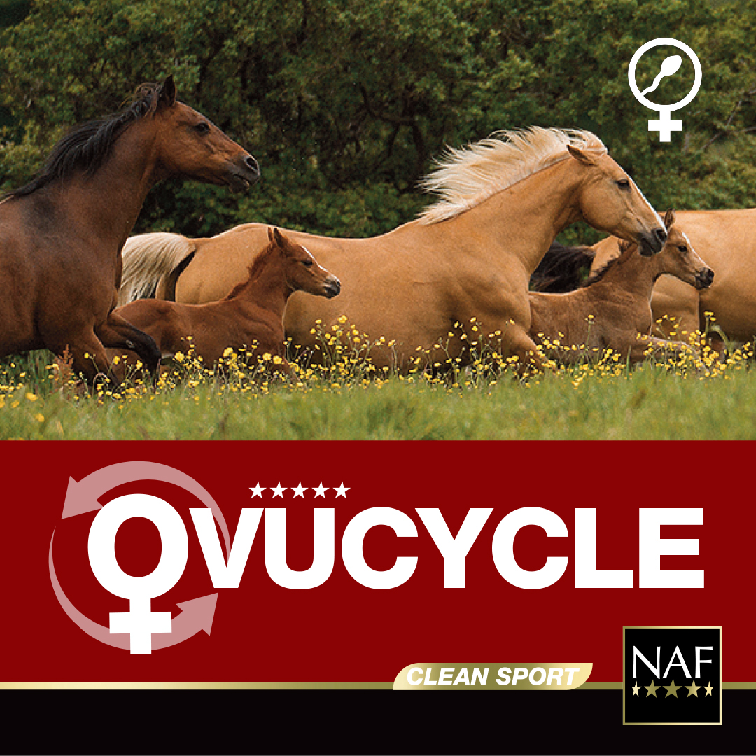 Support your mares this breeding season with Five Star OvuCycle! Formulated to enhance follicular growth, ovum release, fertilisation and embryo quality, this innovative supplement is designed for success.  Available now in store and online.  #ForTheGoodOfTheHorse