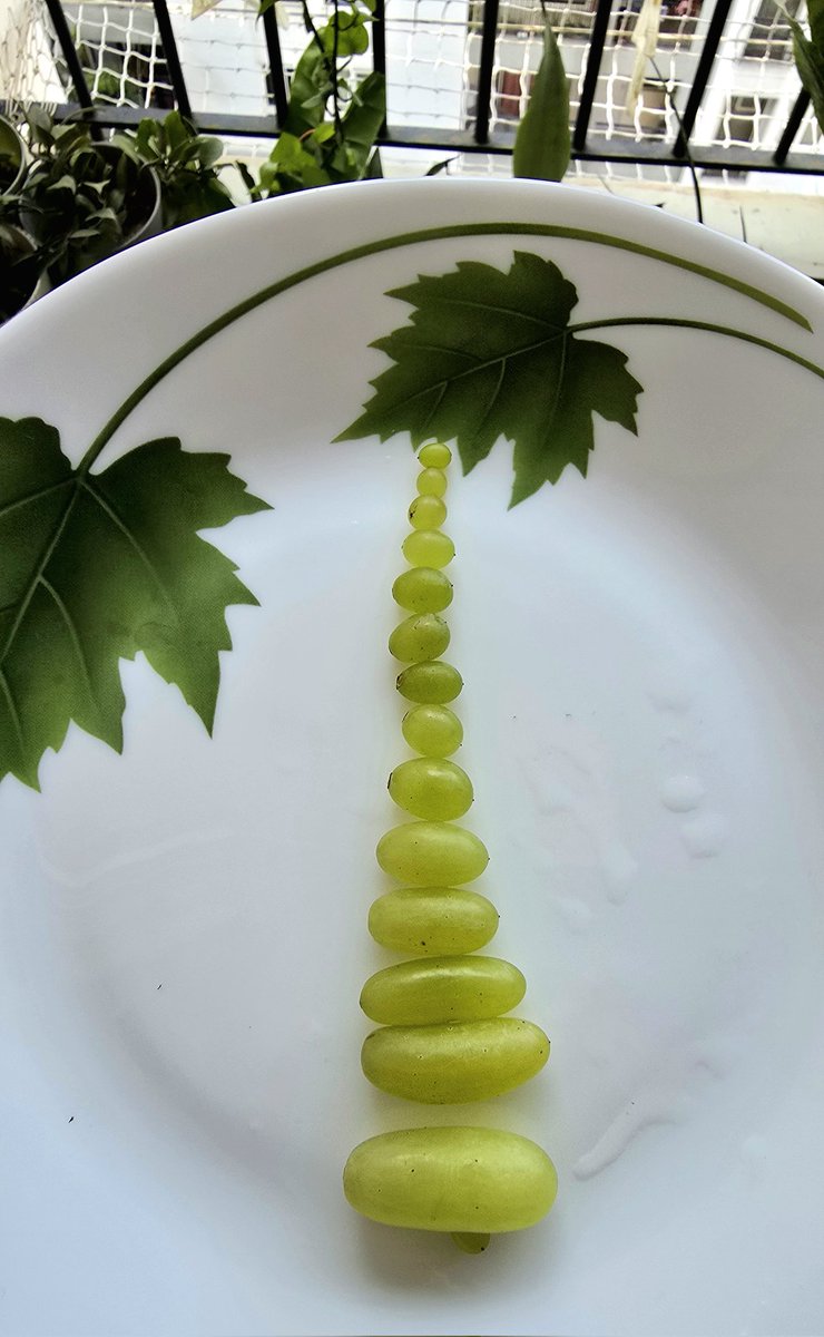 kevinwithluv's tweet photo. Bought Grapes today!
 
And when I thought to take a family photo of grapes - they are all present - from smallest to largest!

Nature served me  a perfect size spectrum today. 
#oddlysatisfying #naturesquirck https://t.co/c31zt6FMem