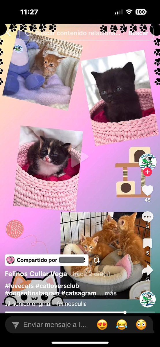 Aprovecho el boom del tuit para deciros que la protectora de felinos de Cúllar Vega (Granada) ha rescatado 15 bebés que buscan familia.
Si estáis buscando un compi de piso juguetón contactadles en sus redes de TikTok e instagram @felinoscullarvega 🫶🏻😊