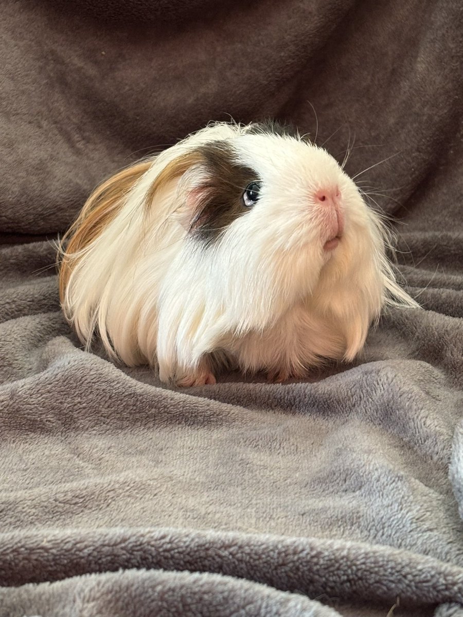 Preparing a surprise for Pigmum 🤫