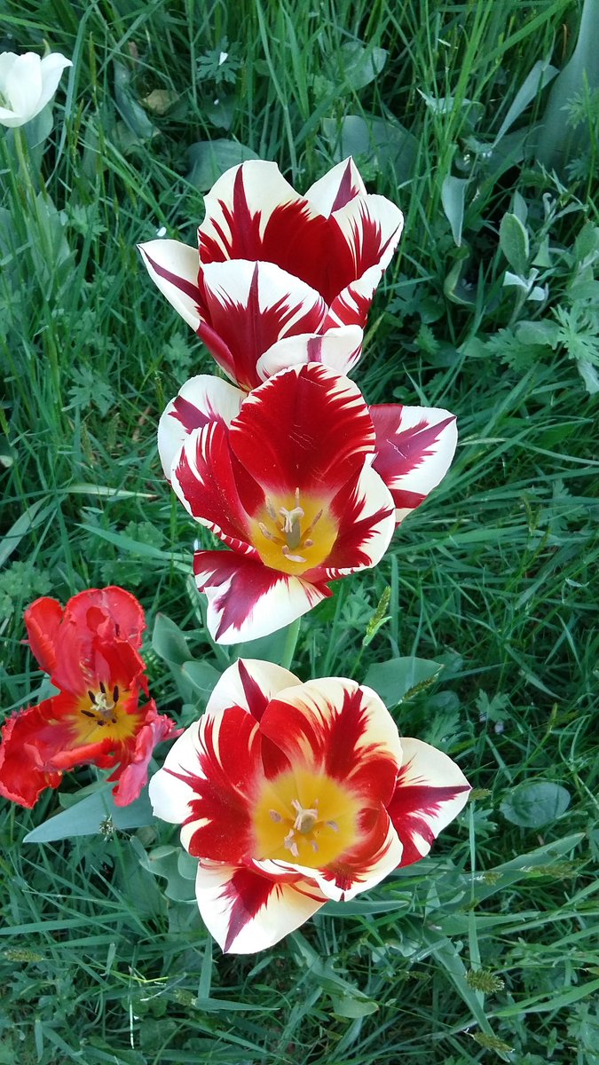 CliveH_Learning's tweet photo. An enjoyable visit to @NTDyrhamPark the tulips were beautiful. https://t.co/n0TPRrnhCB