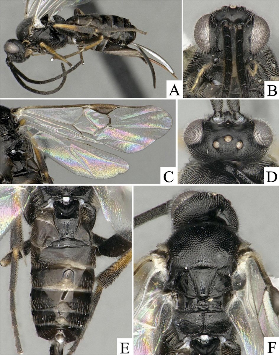 This is Iconella melitaraevora, a new wasp species parasitoid of Melitara subumbrella caterpillars. Find out more about it here: doi.org/10.3897/jhr.98…

#wasps #newspecies #entomology <a href="/UTAustin/">UT Austin</a> @texasscience