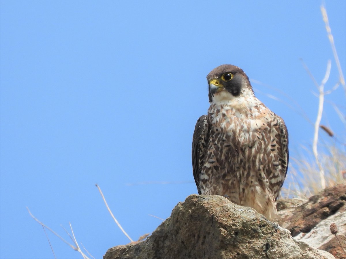 Police Service NI (@policeserviceni) on Twitter photo Police Air Support Unit joins in fight against illegal targeting of Peregrine Falcons. Read more here: orlo.uk/C9q39 Police Air Support Unit joins in fight against illegal targeting of Peregrine Falcons. Read more here: orlo.uk/C9q39